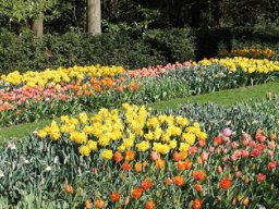 Keukenhof-NL